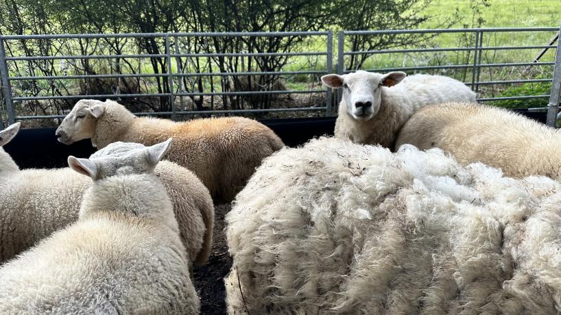 Les moutons de la Ferme Cartrysse