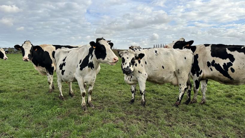 Les vaches de Benjamin Henno à la Ferme de la Rouge-Croix à Mouscron (Dottignies)