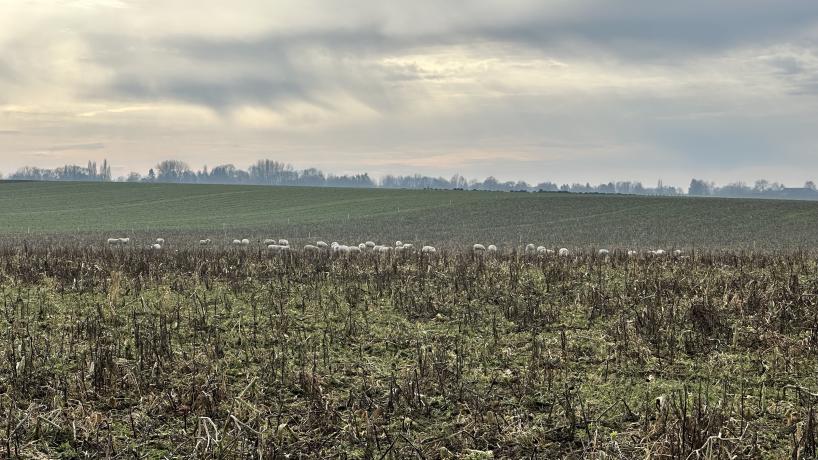 Les moutons pâturant les couverts chez Claude Henricot