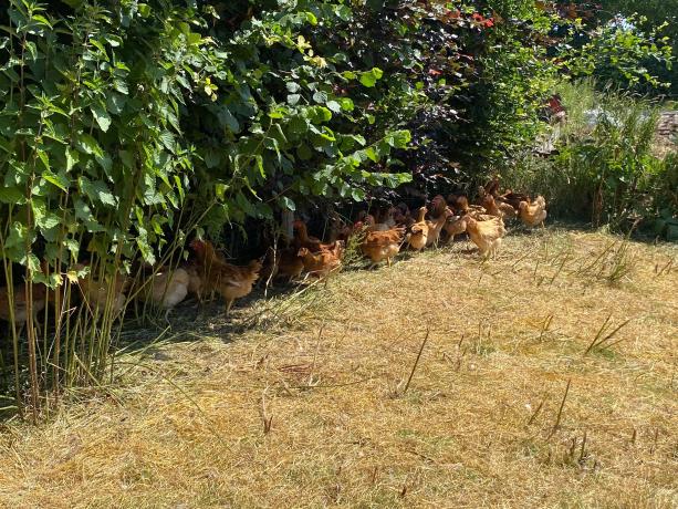 Les poulets de la Ferme de Habaru