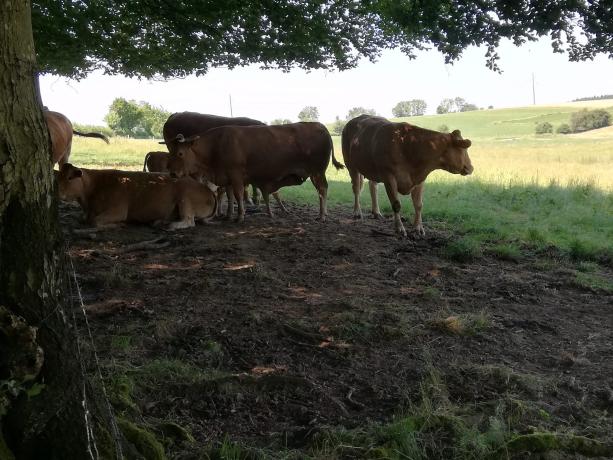 Les Limousines de la Ferme de Habaru