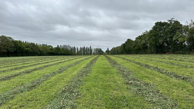 Le système d'agroforesterie de la Ferme du Plesnoy