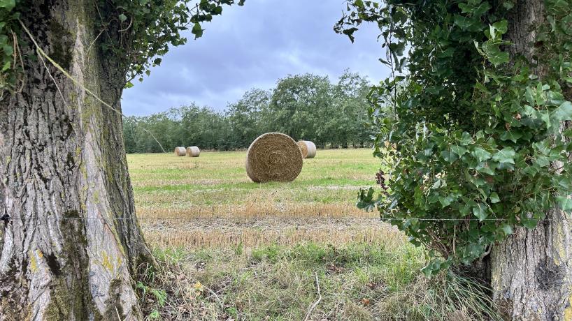 Le système d'agroforesterie de la Ferme du Plesnoy